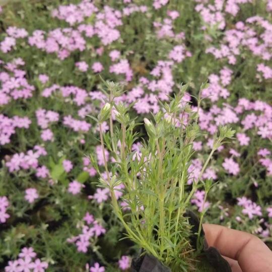 寒蝉僵鸟