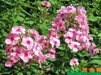 美意延年