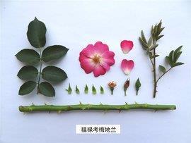 朝新暮敝