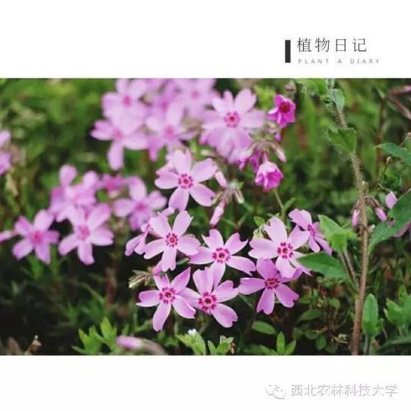 蹈厉之志