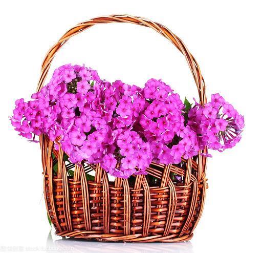 屈节辱命