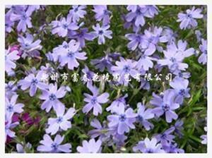 以言举人