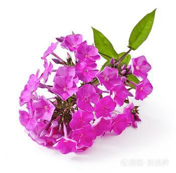 不到乌江不肯休