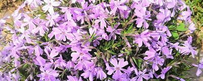 背若芒刺