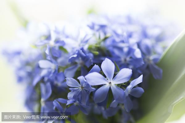 股战而栗