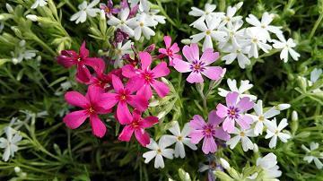 流芳后世