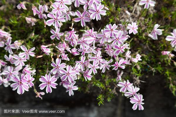 吟风弄月
