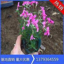 与鬼为邻