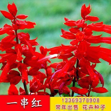画龙不成反为狗