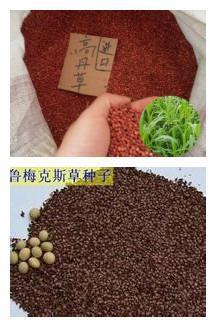 明目达聪