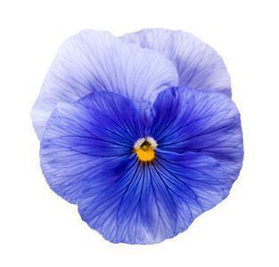 贞节牌坊