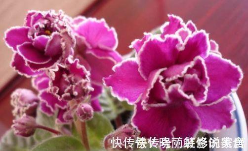蹈火探汤