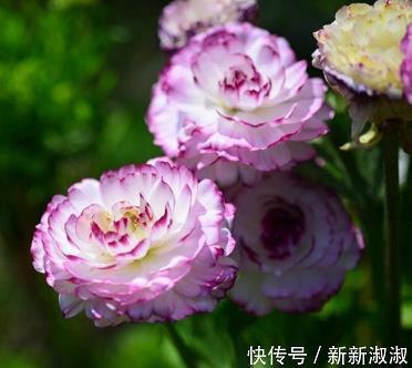 穪心满意
