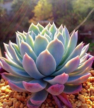 血泪斑斑