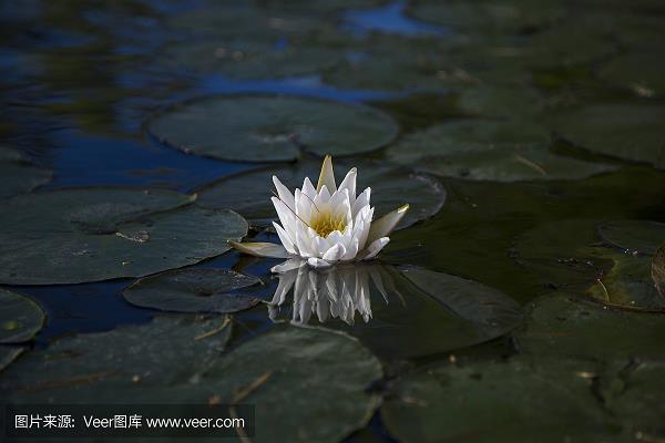 肥遁鸣高