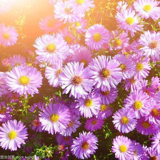 马上看花