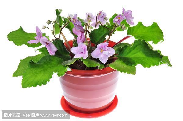 玉洁冰清