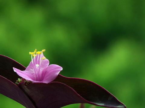 松筠之节