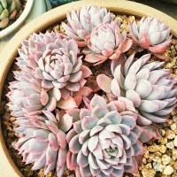 三沐三薰