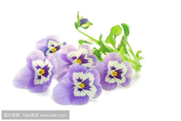 人不人，鬼不鬼