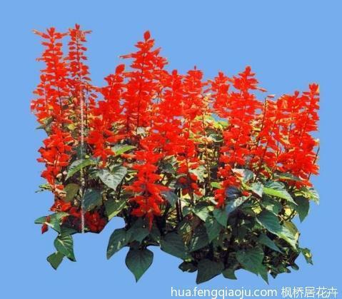 与世无争的唯美句子31条