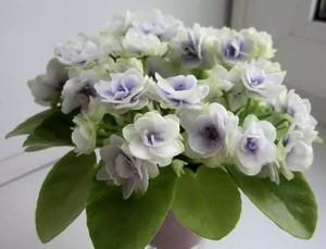 条分缕析