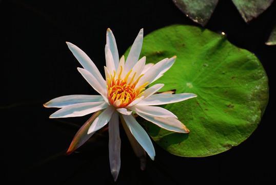 如天之福