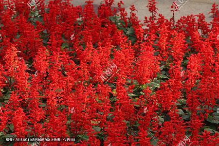 槃根错节