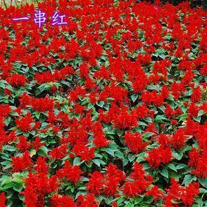 东郭先生