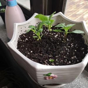 非刑吊拷