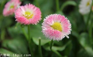 虎头上捉虱子