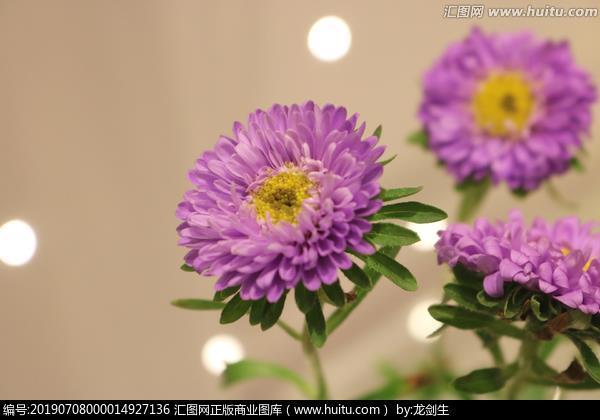 粪堆上长灵芝