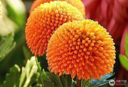 大勇若怯