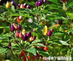 铩羽暴鳞