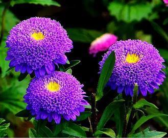 花花太岁