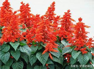 果如所料