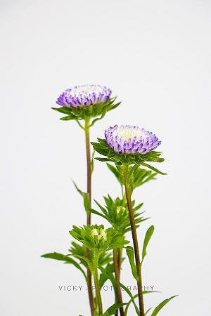 抓小辫子