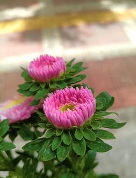 施谋用智