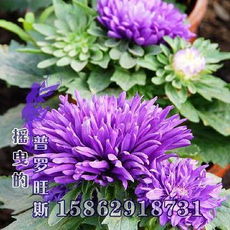 鲁戈回日