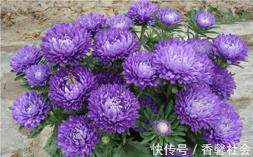 鱼烂取亡