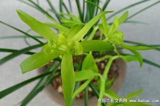 文过其实