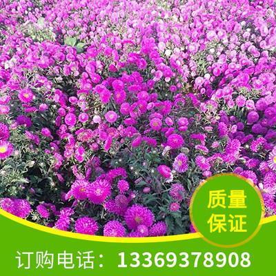 冯谖三窟