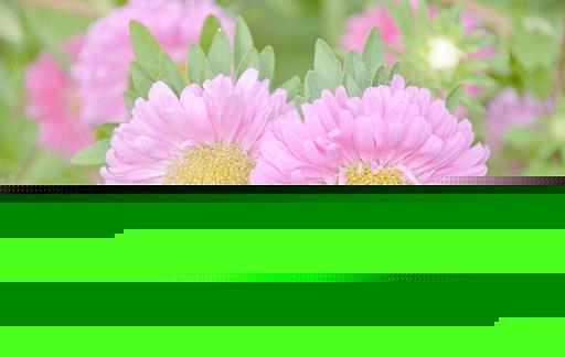 尔汝之交