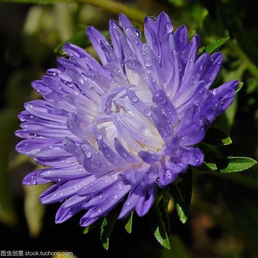 菟裘归计