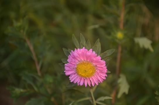 鸮鸟生翼