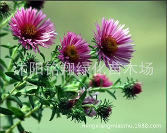 应变无方