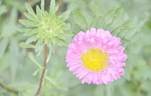 犊牧采薪