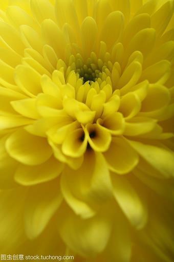 花颜月貌