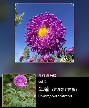 伸头探脑