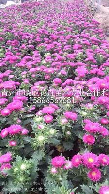 善始善终